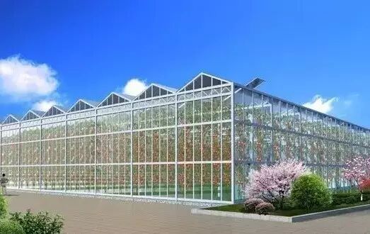 创造农业奇迹@荷兰温室农业领跑全球