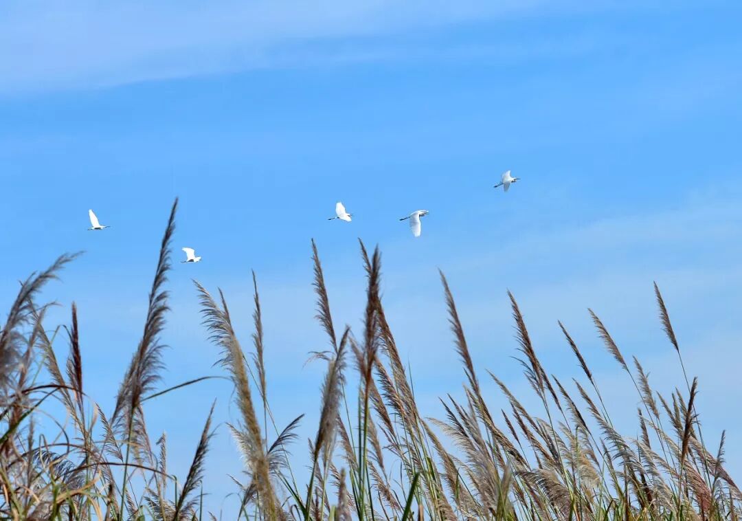 除了三处最热文化特色街区 春节一定要去成都这个地方打卡