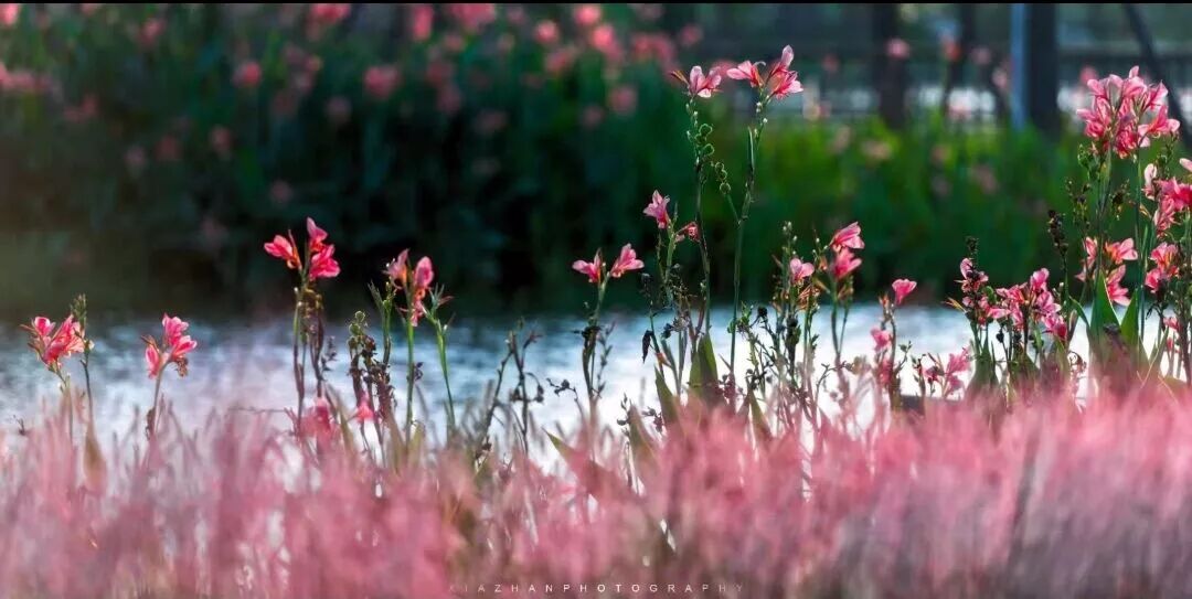 除了三处最热文化特色街区 春节一定要去成都这个地方打卡