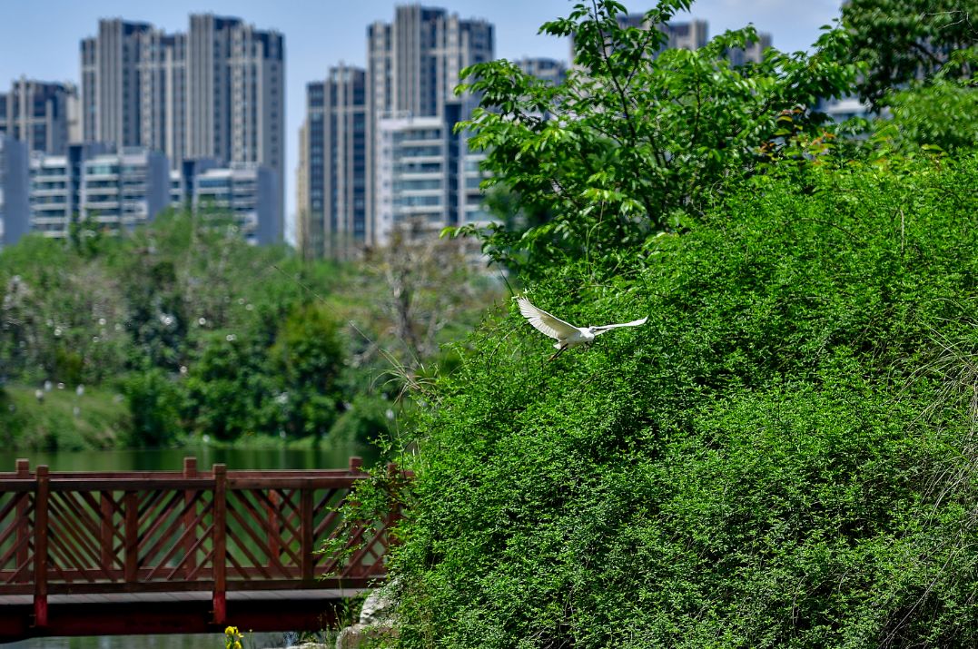 除了三处最热文化特色街区 春节一定要去成都这个地方打卡